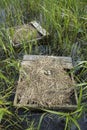 Forsters Tern Nests